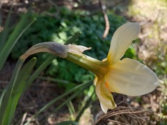 Narcissus × incomparabilis, photograph (c) qvaak, some rights reserved (CC BY-SA)