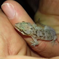 Hemidactylus robustus
