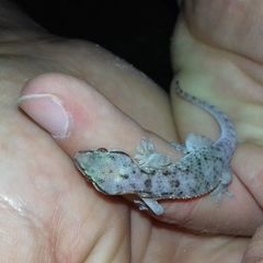 Hemidactylus robustus