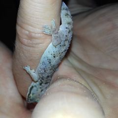 Hemidactylus robustus