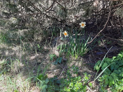 Narcissus incomparabilis