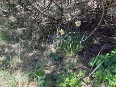 Narcissus × incomparabilis