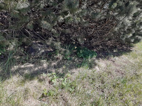 Narcissus × incomparabilis, photograph 4