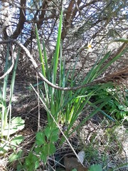 Narcissus × incomparabilis, photograph (c) qvaak, some rights reserved (CC BY-SA)