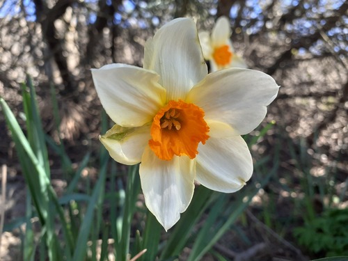 Narcissus × incomparabilis, photograph 1