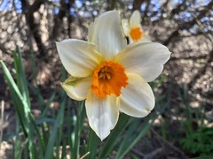 Narcissus × incomparabilis, photograph (c) qvaak, some rights reserved (CC BY-SA)