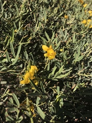 Senna artemisioides