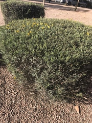 Senna artemisioides