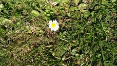 Bellis perennis