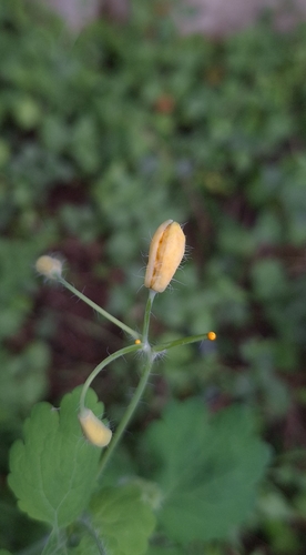 Jaapiella chelidonii