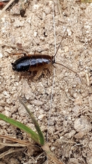 Ectobius sylvestris