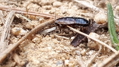 Ectobius sylvestris