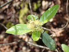 Croton alabamensis