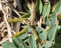 Indigofera oxalidea