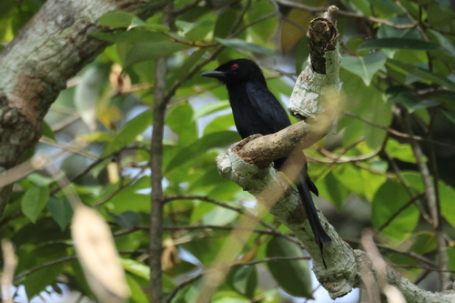 iNaturalist image