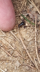 Ectobius sylvestris