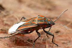 Spilostethus trilineatus