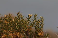 Chuquiraga avellanedae