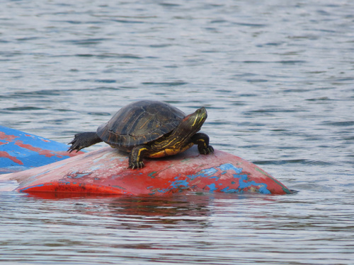 Trachemys scripta