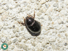 Hybosorus illigeri
