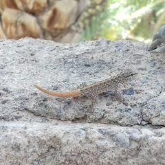 Pristurus rupestris