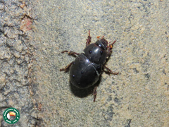 Hybosorus illigeri