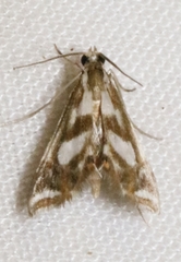 Chrysendeton