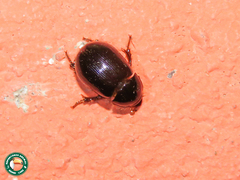 Hybosorus illigeri