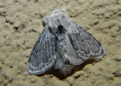Apotolype brevicrista