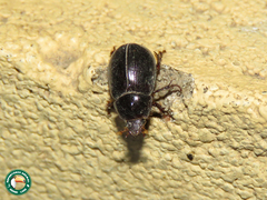Hybosorus illigeri