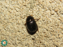Hybosorus illigeri