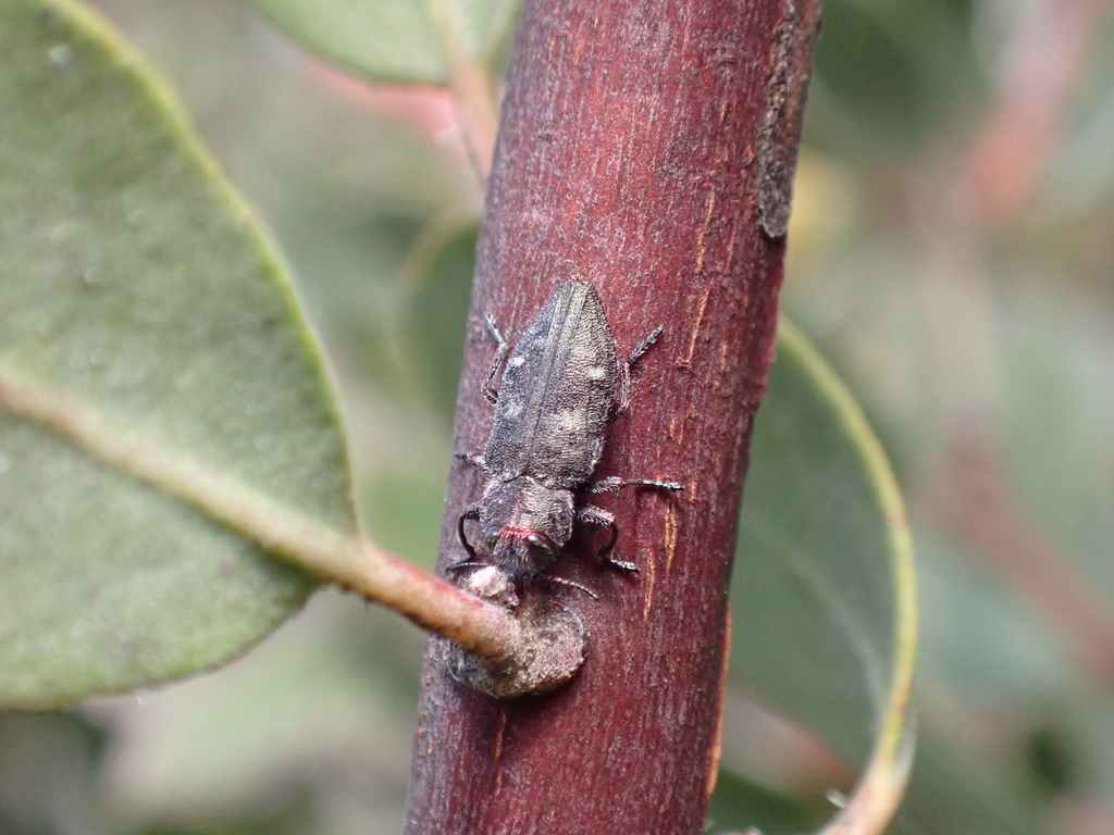 Pacific Flat-Headed Borer