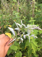 Salvia calolophos