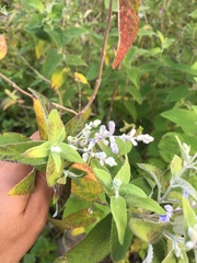 Salvia calolophos