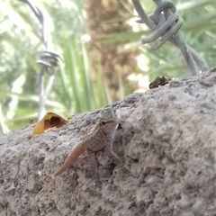 Pristurus rupestris