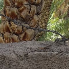 Pristurus rupestris