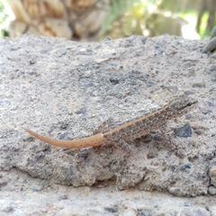 Pristurus rupestris