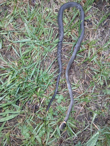 Ring-necked Snake
