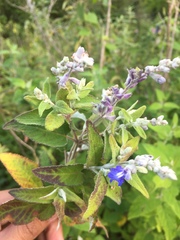 Salvia calolophos