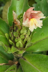 Costus guanaiensis macrostrobilus