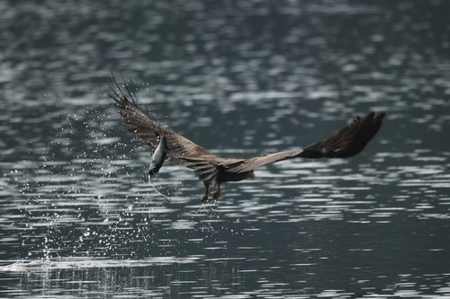 Yellow-billed Kite