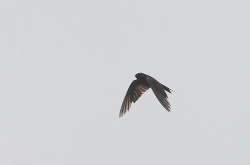 Fanti Sawwing