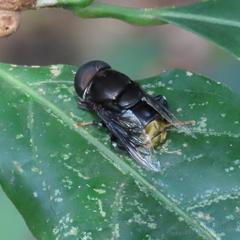 Phytomia