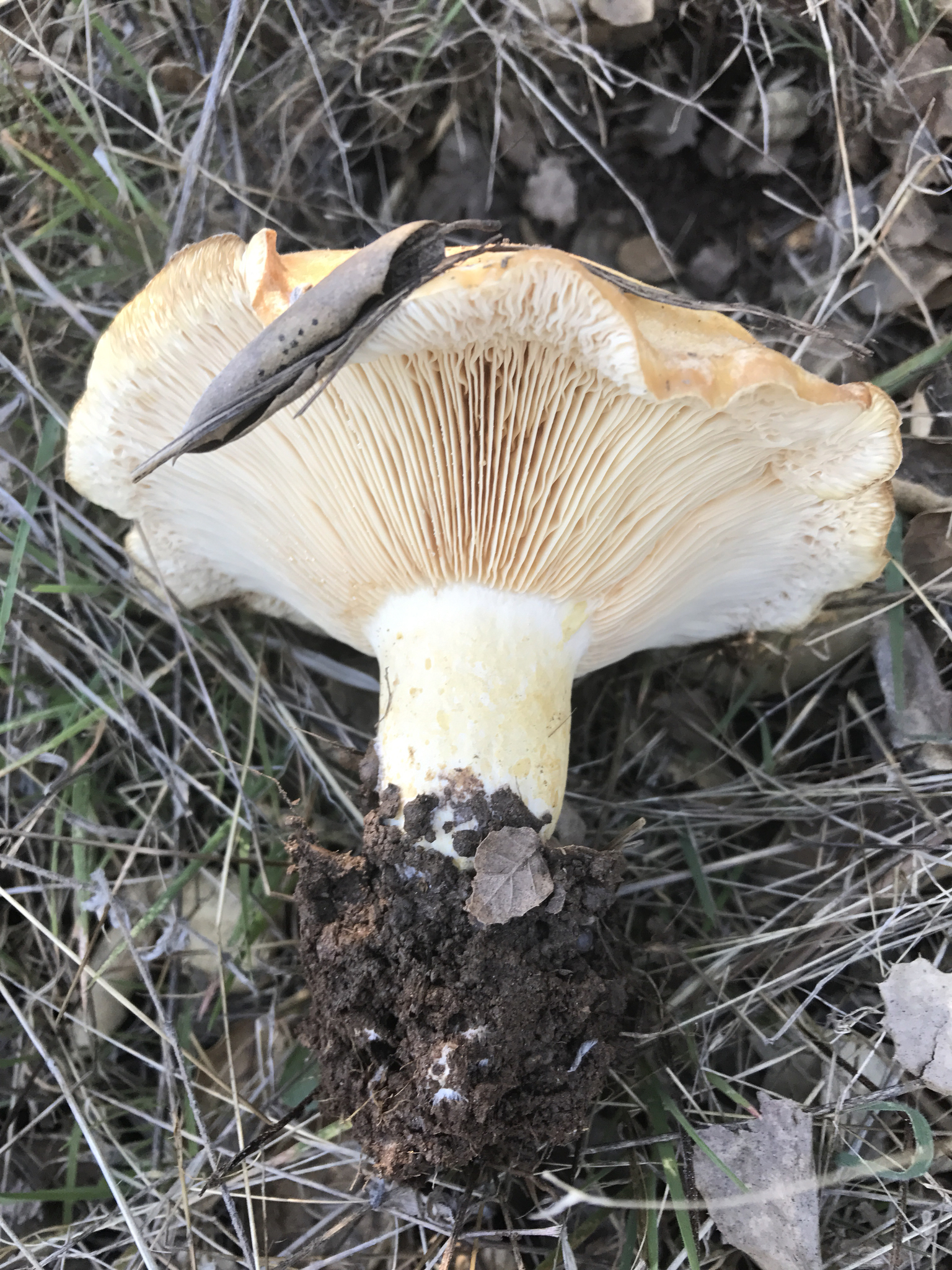 Lactarius alnicola image