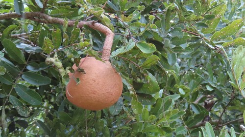 Magonia pubescens
