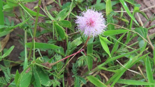 Mimosa debilis, 2026-03-28