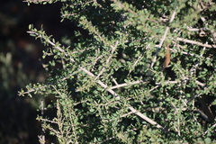 Rhigozum obovatum, photograph (c) Tony Rebelo, some rights reserved (CC BY-SA)