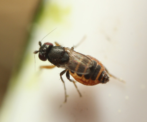 Pullimosina meijerei