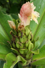 Costus guanaiensis macrostrobilus