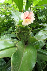 Costus guanaiensis macrostrobilus